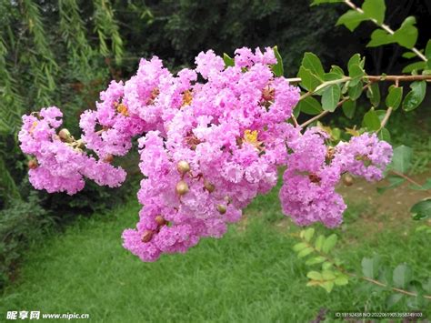 紫薇開花期|紫薇 (護理, 特徵, 花, 圖片)